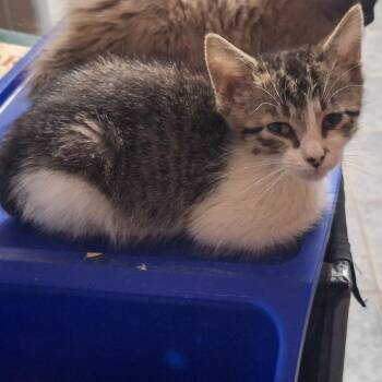 Pebbles -  Domestic Short Hair Cat for Adoption in Grantsville, Utah - Pebbles | PetCurious