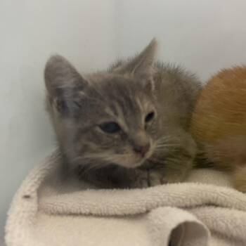 Triscuit -  Domestic Short Hair Cat for Adoption in Pasadena, California - Triscuit | PetCurious