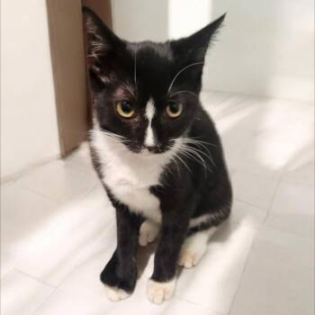 Sweetie Pie -  Domestic Short Hair Cat for Adoption in Jupiter, Florida - Sweetie Pie | PetCurious