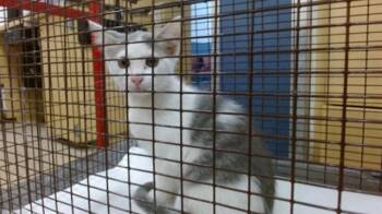 SHELLY -  Domestic Short Hair Cat for Adoption in Doral, Florida - SHELLY | PetCurious