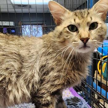 Domestic Long Hair Cats Available for Adoption in Corsicana, Texas - Sterling C46605 | PetCurious