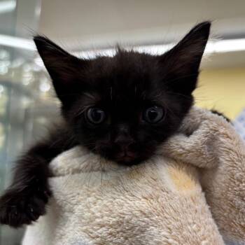 Kettle -  Domestic Short Hair Cat for Adoption in West Palm Beach, Florida - Kettle | PetCurious
