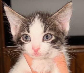Bowtie - Noodles litter -  Tabby Cat for Adoption in Anthem, Arizona - Bowtie - Noodles Litter | PetCurious