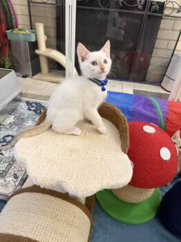 Indiana -  Domestic Short Hair and Siamese Cat for Adoption in Laguna Niguel, California - Indiana | PetCurious
