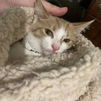Rescue American Shorthair Cats for Adoption in New York, New York - Marie | PetCurious