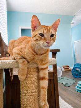 Dine-N-Dash -  Domestic Short Hair Cat for Adoption in Hardeeville, South Carolina - Dine-N-Dash | PetCurious