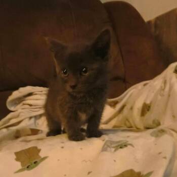 Nova -  Domestic Short Hair Cat for Adoption in Pittsburg, Kansas - Nova | PetCurious