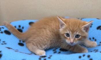 Domestic Short Hair Cats Available for Adoption in Washington Court House, Ohio - Zuri | PetCurious