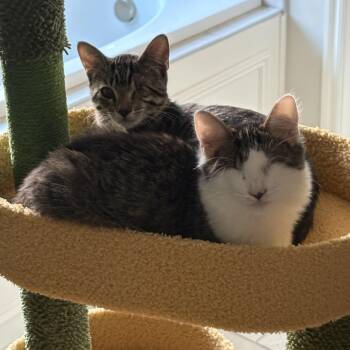 Rescue Domestic Medium Hair Cats for Adoption in Choctaw, Oklahoma - Violet | PetCurious