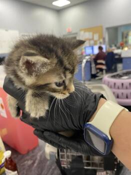 HONEY BUN -  Domestic Short Hair Cat Available for Adoption in Palmetto, Florida - HONEY BUN | PetCurious