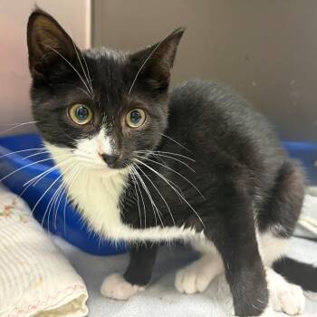 Aspen -  Domestic Short Hair Cat for Adoption in East Hanover, New Jersey - Aspen | PetCurious