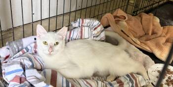 Winnie -  Domestic Short Hair Cat for Adoption in Plain City, Ohio - Winnie | PetCurious