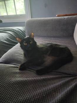 Stevie Nicks -  Domestic Long Hair Cat for Adoption in Crystal Lake, Illinois - Stevie Nicks | PetCurious