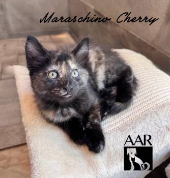 Maraschino Cherry -  Domestic Long Hair and Domestic Short Hair Cat for Adoption in Magnolia, Texas - Maraschino Cherry | PetCurious