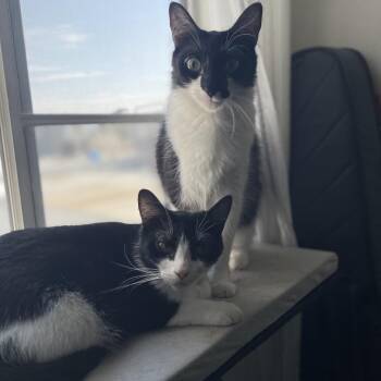 Sabine -  Domestic Short Hair Cat for Adoption in Los Angeles, California - Sabine | PetCurious
