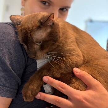 Moose -  Siamese Cat for Adoption in San Antonio, Texas - Moose | PetCurious