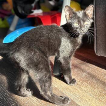 Domestic Short Hair Cats Available for Adoption in Panama City, Florida - Biggie | PetCurious
