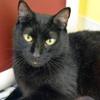 Tiny Tim -  Domestic Short Hair Cat for Adoption in Sanford, Florida - Tiny Tim | PetCurious