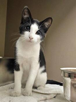 BANDIT -  Domestic Short Hair Cat for Adoption in Clyde, North Carolina - BANDIT | PetCurious