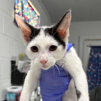 Marty -  Domestic Short Hair Cat for Adoption in Summerville, South Carolina - Marty | PetCurious