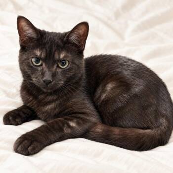 Cosmo -  Domestic Short Hair Cat for Adoption in Tucson, Arizona - Cosmo | PetCurious