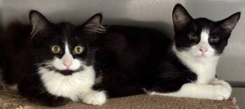 Match and Roxy -  Domestic Long Hair and Tuxedo Cat for Adoption in Sandusky, Michigan - Match And Roxy | PetCurious