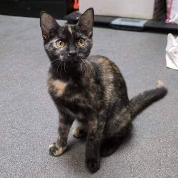 Angelica 6747 -  Domestic Short Hair Cat for Adoption in Hamilton, Georgia - Angelica 6747 | PetCurious