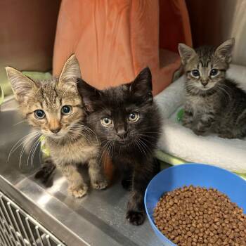 Dorian -  Domestic Short Hair Cat for Adoption in Cumming, Georgia - Dorian | PetCurious