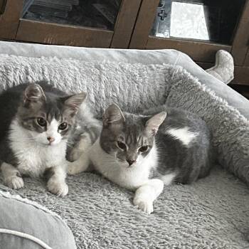 Rescue Domestic Medium Hair and Domestic Short Hair Cats for Adoption in Little River, South Carolina - Sander&Sailor | PetCurious