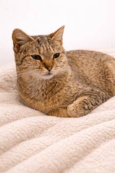 Domestic Short Hair and Tabby Cats Available for Adoption - West | PetCurious