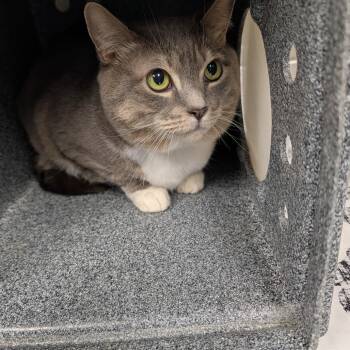 Domestic Short Hair and Mixed Breed Cats Available for Adoption in Greenville, South Carolina - Dottie | PetCurious