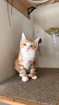 Milo -  Domestic Short Hair Cat for Adoption in Portland, Oregon - Milo | PetCurious