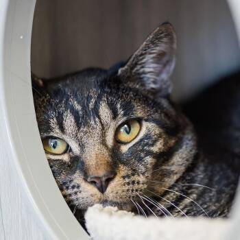 Domestic Short Hair Cats Available for Adoption - Cj | PetCurious