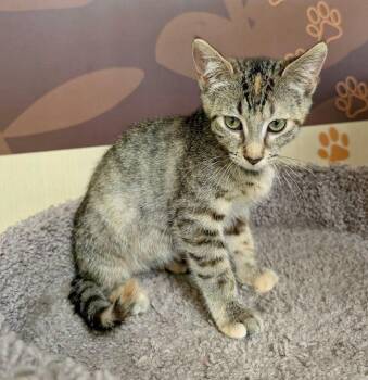Pixie -  Domestic Short Hair Cat for Adoption in Lake Orion, Michigan - Pixie | PetCurious