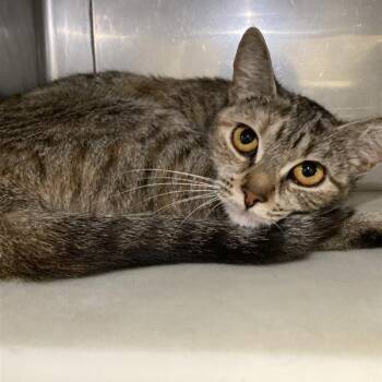 Rescue Domestic Short Hair Cats for Adoption in Hawthorne, California - KoKo | PetCurious