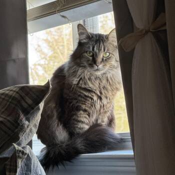 Domestic Long Hair Cats Available for Adoption - Birdie | PetCurious