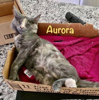 Aurora (Bonded with Bandit) -  Domestic Short Hair Cat for Adoption in Reston, Virginia - Aurora (Bonded With Bandit) | PetCurious