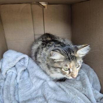 NORMA -  Domestic Short Hair Cat for Adoption in San Antonio, Texas - NORMA | PetCurious