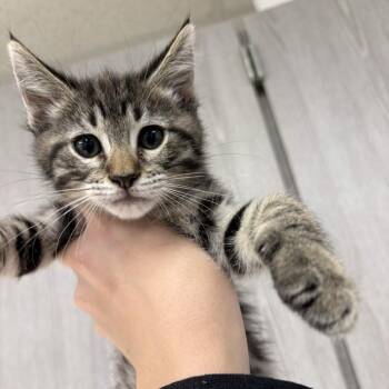 Doja Cat -  Domestic Medium Hair Cat for Adoption in Beaumont, Texas - Doja Cat | PetCurious