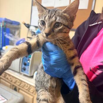 Birdie -  Domestic Short Hair Cat for Adoption in Starkville, Mississippi - Birdie | PetCurious