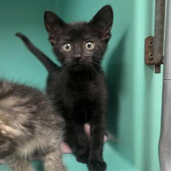 Sarah -  Domestic Short Hair Cat for Adoption in Owosso, Michigan - Sarah | PetCurious