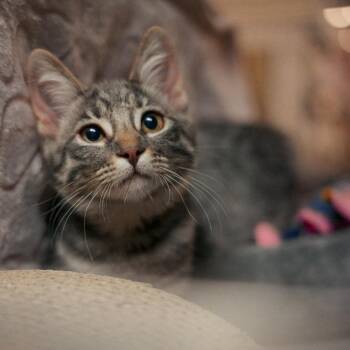 Bubbles -  Domestic Short Hair Cat for Adoption in Vallejo, California - Bubbles | PetCurious