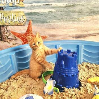 Topaz -  Domestic Medium Hair Cat for Adoption in Charlottesville, Virginia - Topaz | PetCurious