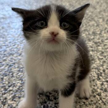 Domestic Short Hair Cats Available for Adoption in St. Louis, Missouri - Sterling | PetCurious
