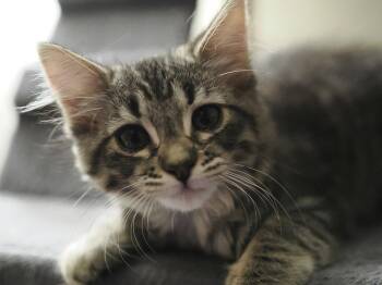 Linen -  Domestic Medium Hair Cat for Adoption in Mission Viejo, California - Linen | PetCurious