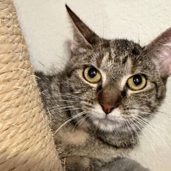 Molly Mae -  Domestic Short Hair Cat for Adoption in Midland, Texas - Molly Mae | PetCurious