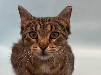 Esther -  Domestic Short Hair Cat for Adoption in Golden Valley, Minnesota - Esther | PetCurious