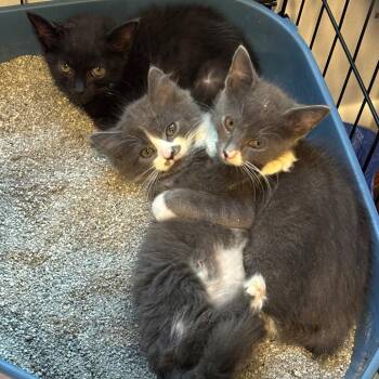 Weather Kittens: Stormy -  Domestic Medium Hair Cat for Adoption in Washington, District Of Columbia - Weather Kittens: Stormy | PetCurious