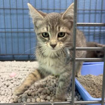 Meekah -  Domestic Short Hair Cat for Adoption in Charleston, South Carolina - Meekah | PetCurious