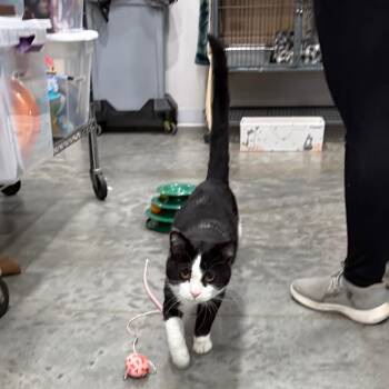 Noham -  Domestic Short Hair Cat for Adoption in Bismarck, North Dakota - Noham | PetCurious